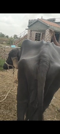 ભેશવેચવાનીછેવેતરતીજુવીયાશે