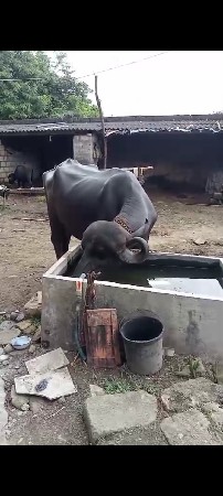 ભેંશ વેચવાની છે