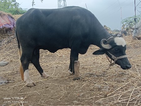 બિજુ વેતર વયાશે ચોથો મહિનો હાલે