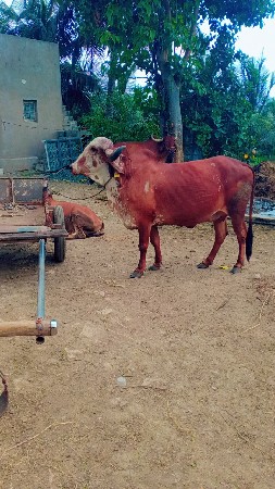 ગાય વેચવાની છે