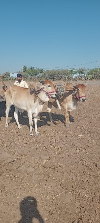 બળદ વેચવાના છે