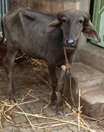 પાડી