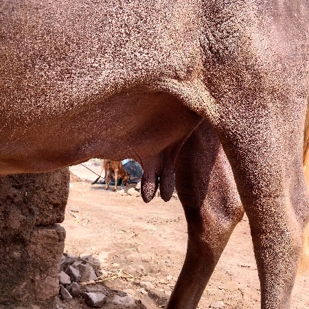 વેચવાની