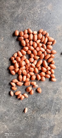 જી ૨૦ મગફળીનુ બિયારણ વેચવાનુ છે