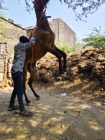 ઘોડ઼ો વેચવાનો છે
