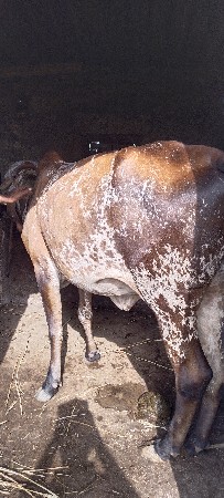 ગાય વેચાવા