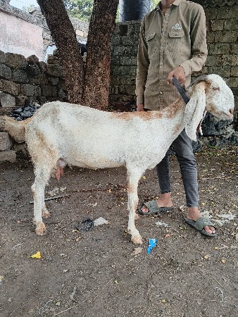 rajeshthani bakari