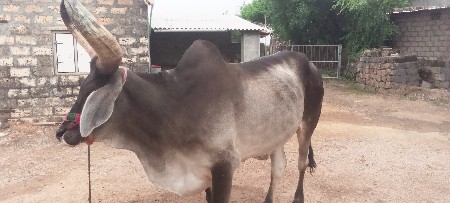 બળદ
