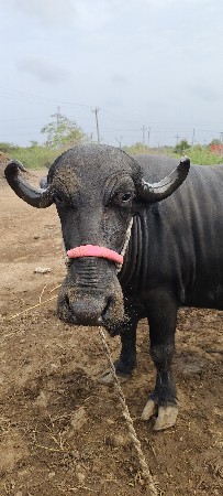 ભેંસ વેચવાની છે