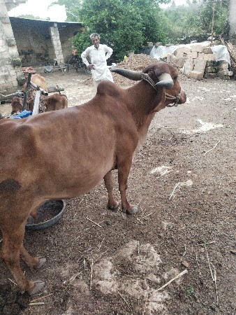 આ ગાય વેચવાની છે