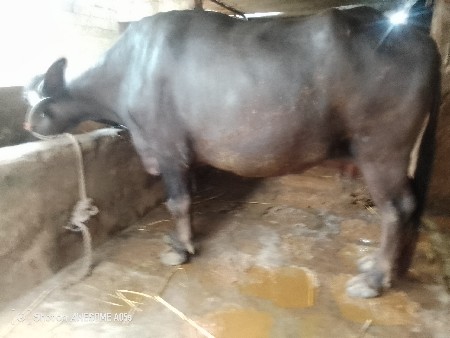 ભેંસ વેચવાની છે
