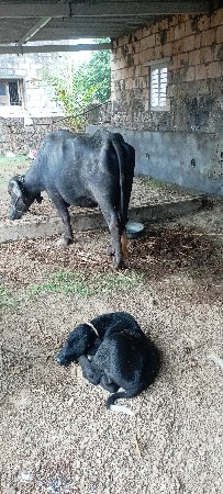 ભેસવેસવાની. પેલા વેતર. વેણેલછે.