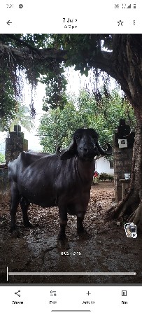 3 જુ વેતર