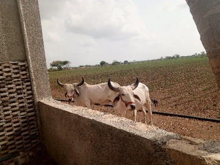 ગોધલા