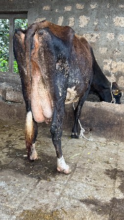 gay vechvani che