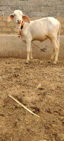શ્વેત કપીલા વાંસળી વેચવાની છે