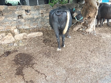 ભેંસ વેચવાની સે