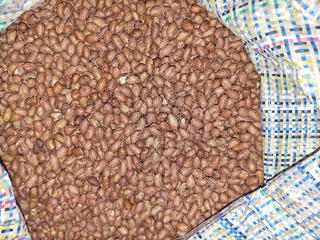 માંડવી નુ બીયારણ ખાતરીબંધ