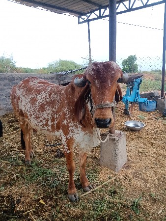 ગાય વહેચવાની છે