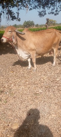 ગાય