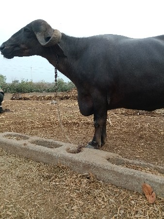 ભેંસ વેચવાની છે