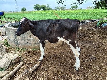 વાસડી 
10મયના