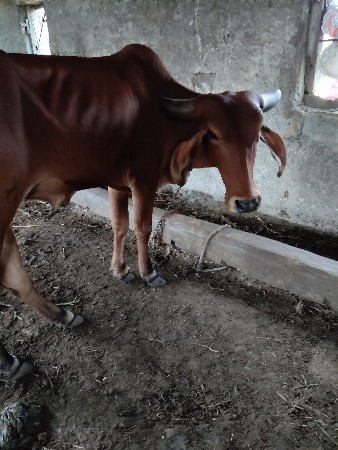હોડકી  ને  ઘોટલો આપવાનો સે