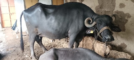 ભેંસ વેચવાની છે