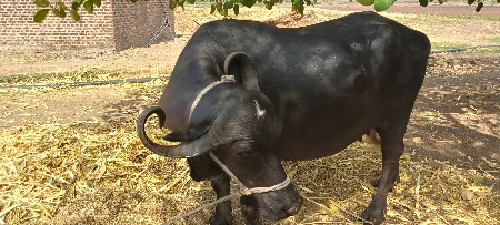 ત્રીજુ વૅતર શૅ ધરની શૅ