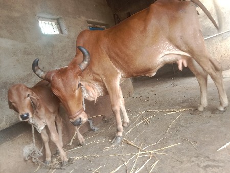 હોડકી