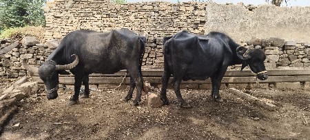 ભેંસુ. વેચવાની છે