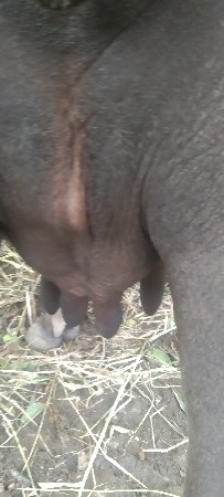 રાહુલ ભાઈ