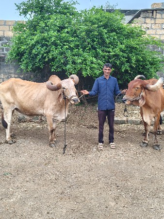 બળદ
