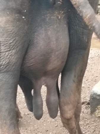 vn