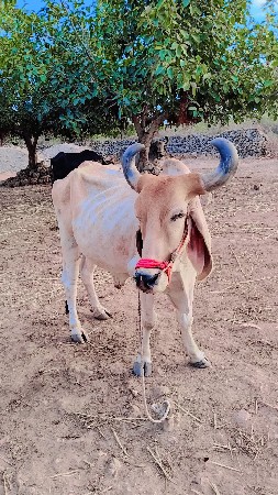 બળદ વેચવાનો છે