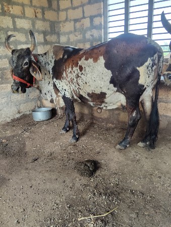 ક્રોસ ગાય વેચવાની છે