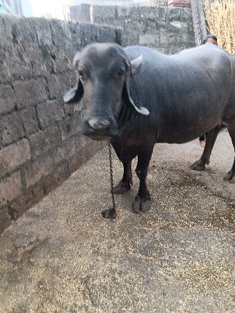 ભેશ