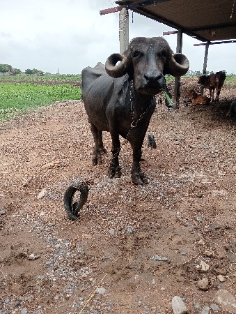 આ ભેંસ