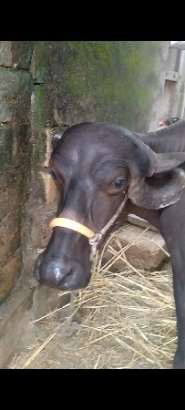 ભેંસ વેચવાની છે