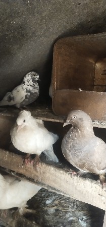 કબૂતર
