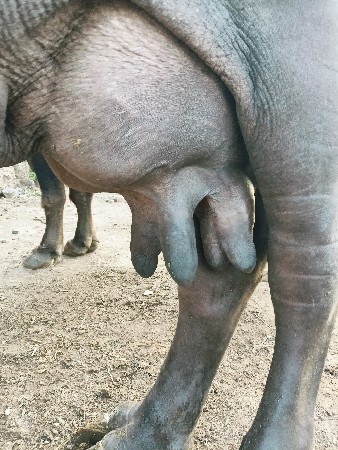 ભેંસ વેચવાની છે
