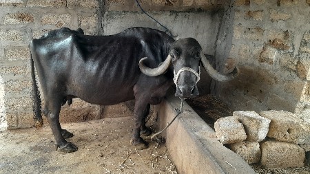 ભેંસ વેંચવાની છે.