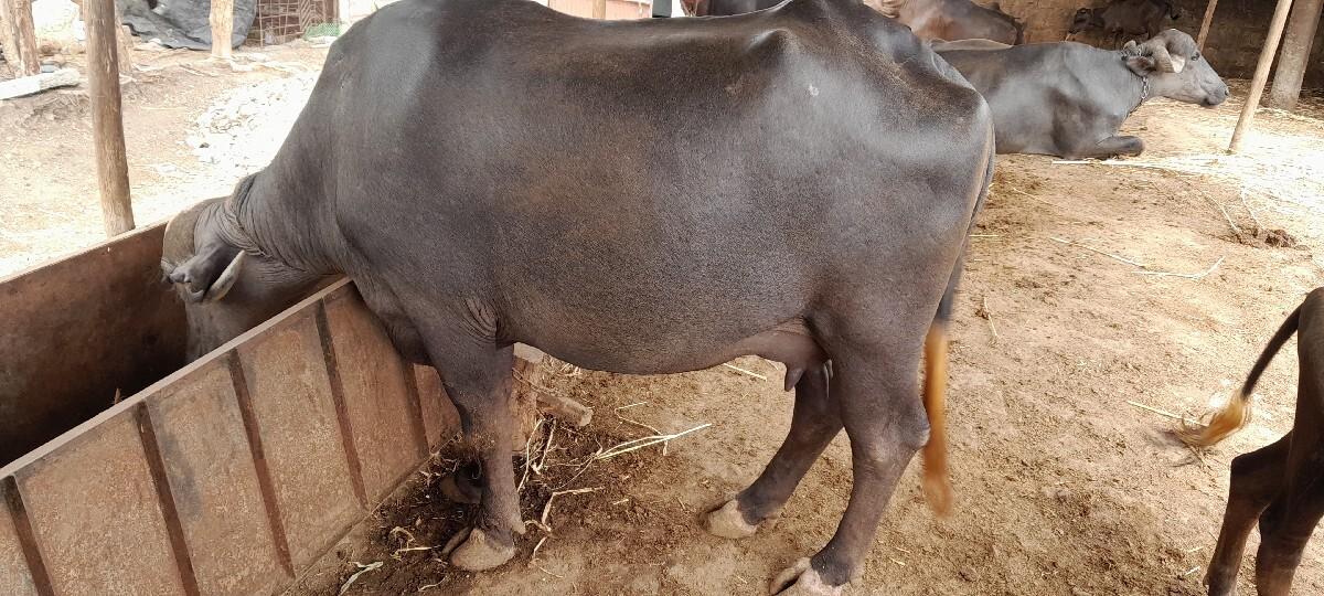 ભેશ પેલુ વેતર