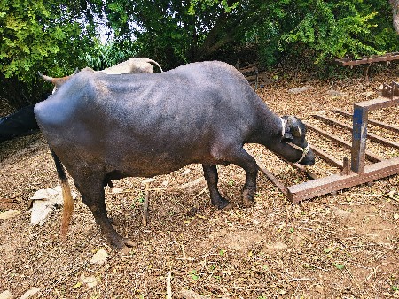 બીજા વેતર મા