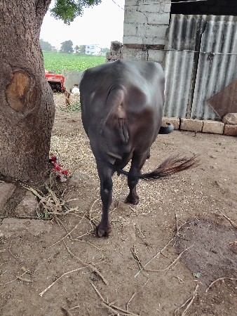 બીજું હેતર ભેસ