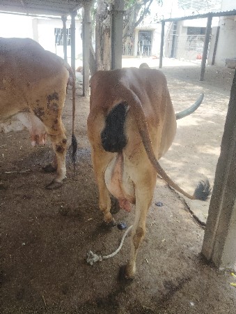નાયકો વેચવાની છે