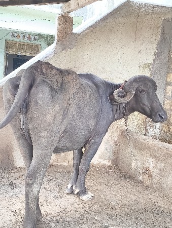 pure jafrabadi khadelu