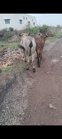 આ ગાય વેચવાની છે
