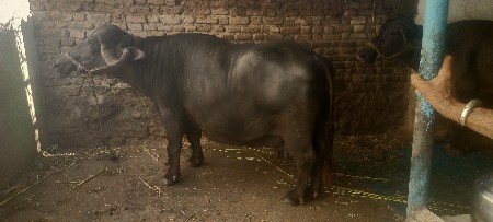 ભેંશ વેચવાની છે કિંમત 1,65,000