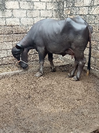 ભેંસ વેચવાની છે